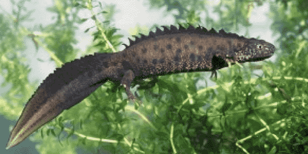 fsa research project 2023 greatcrestednewts
