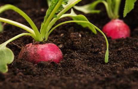 why is soil health important