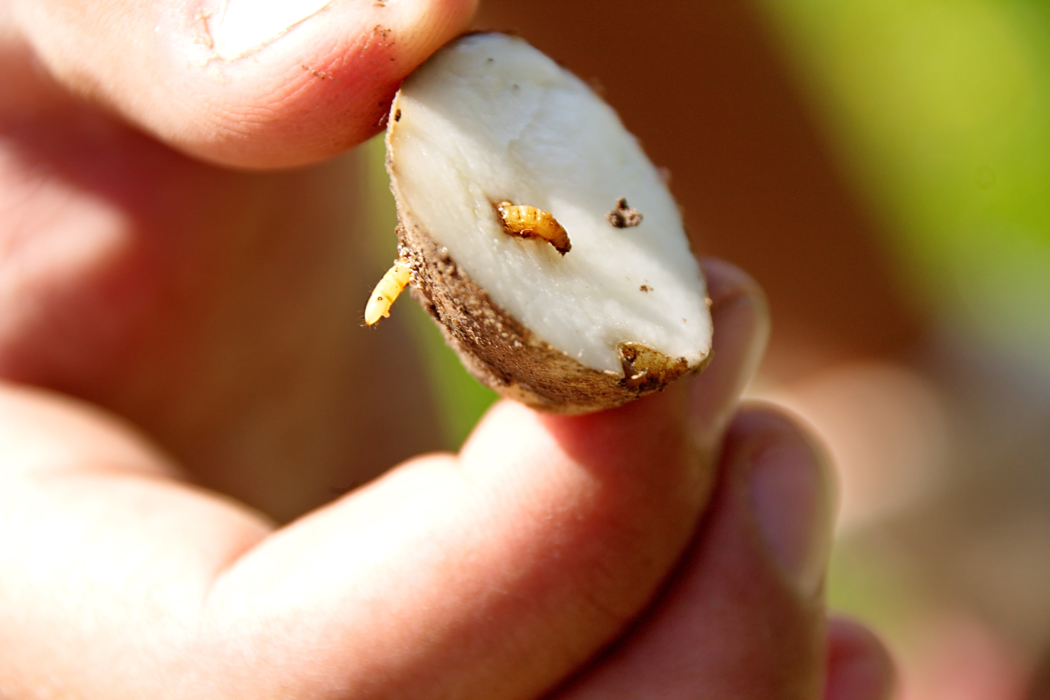 How Enigma research is helping growers tackle wireworm