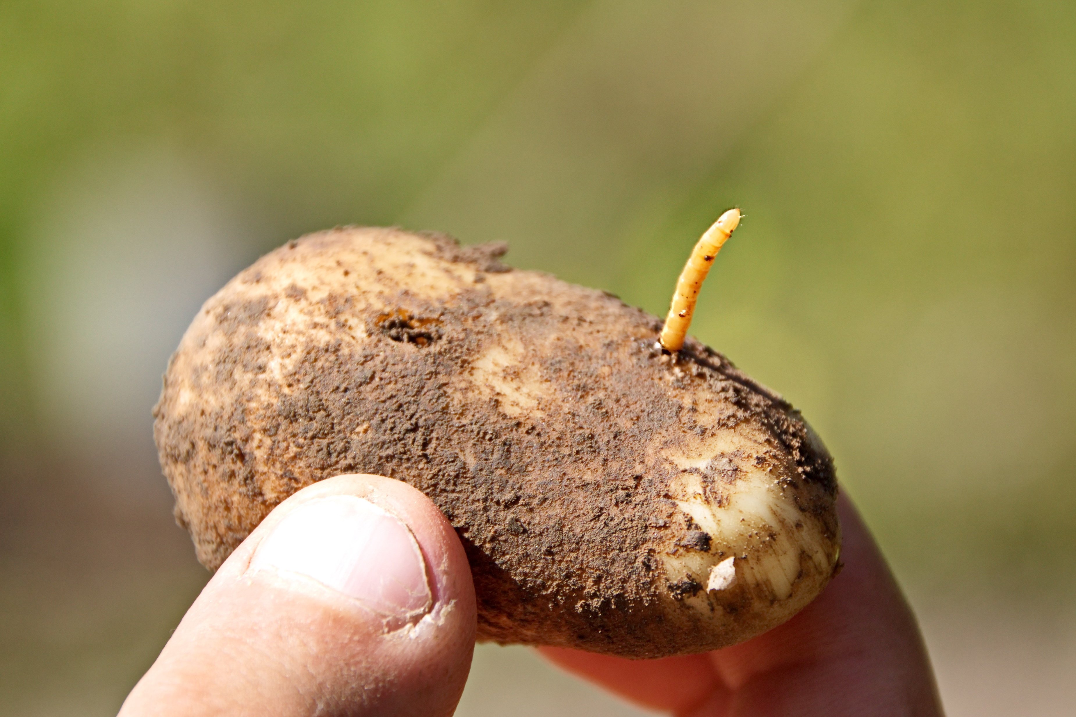 Progress on Enigma I: Sustainable Wireworm IPM