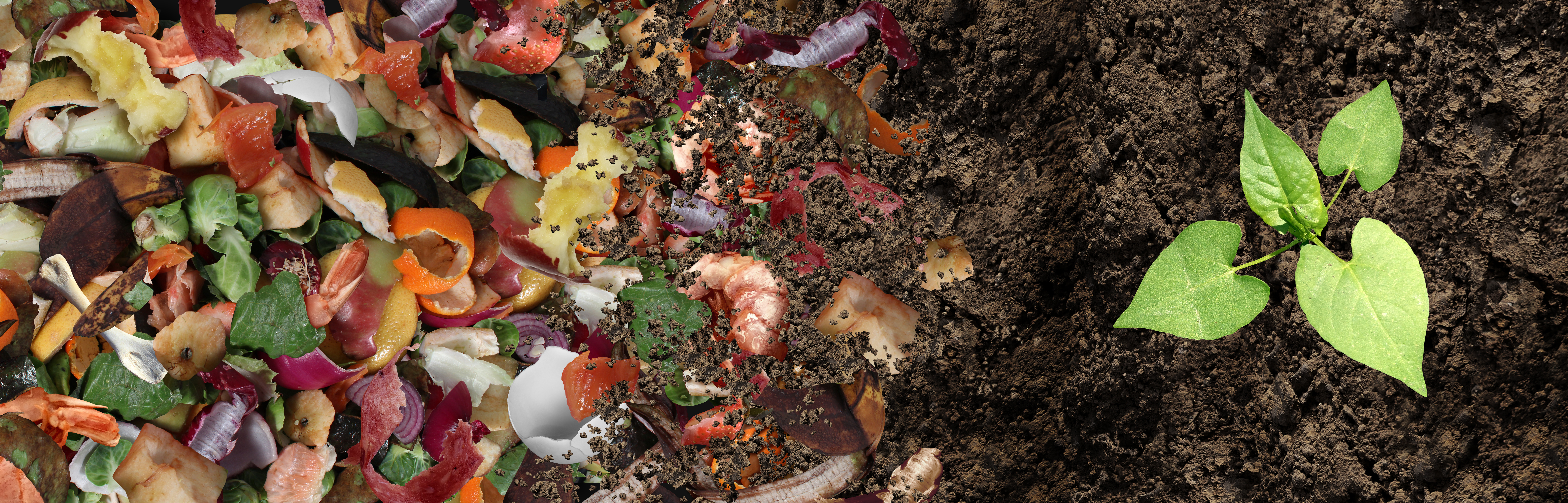The Potential of Insect Bioconversion to Valorise Food Waste and Drive Circularity