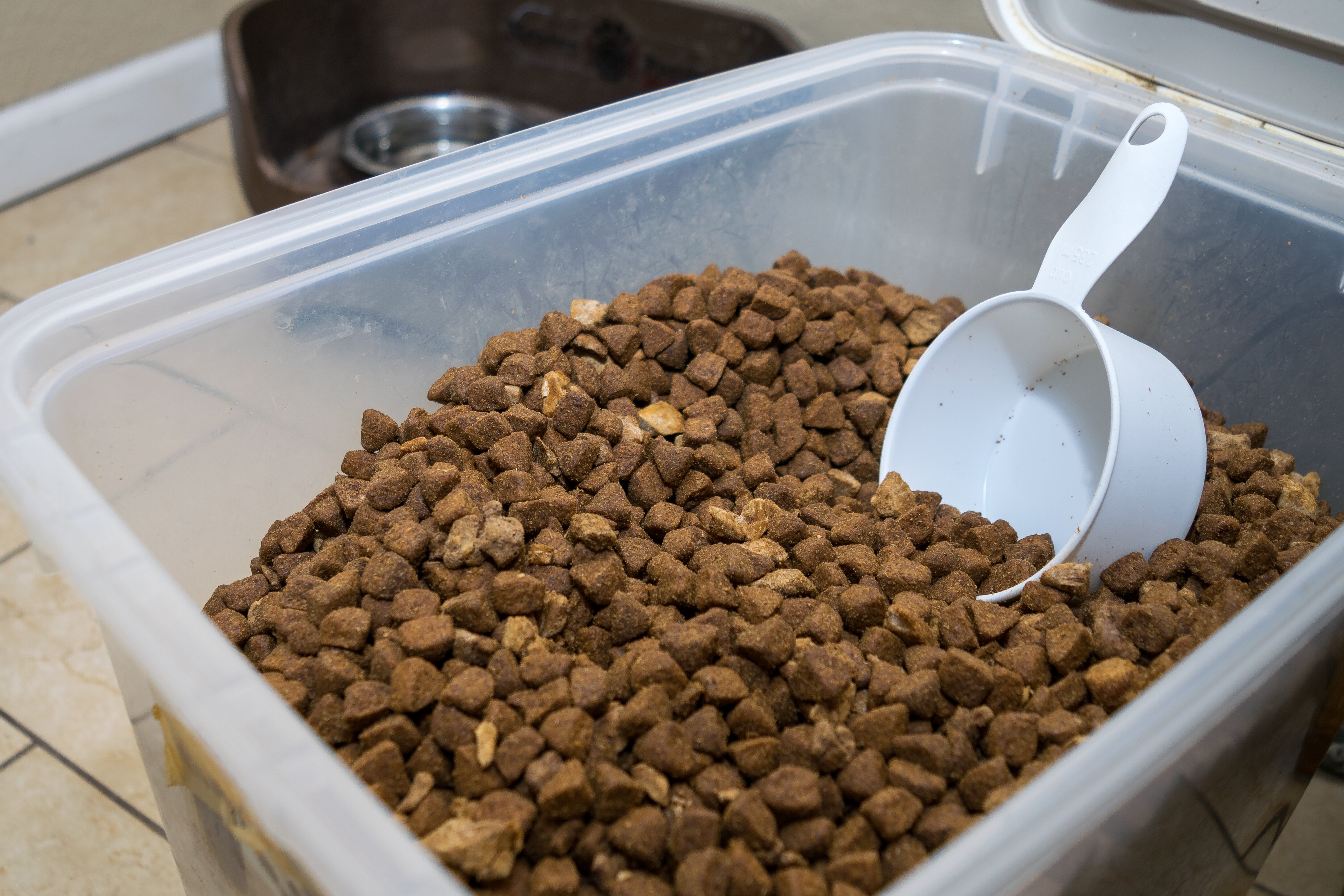 Can Insect Bioconversion Provide A Sustainable Supply of Protein For Cats, Dogs And Exotic Pets?