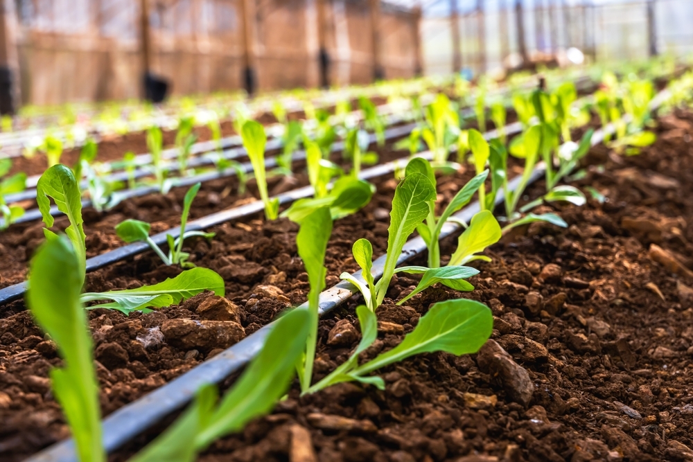 The Missing Piece: Why Phenotyping is Key to Unlocking the Potential of Biostimulants in Sustainable Agriculture