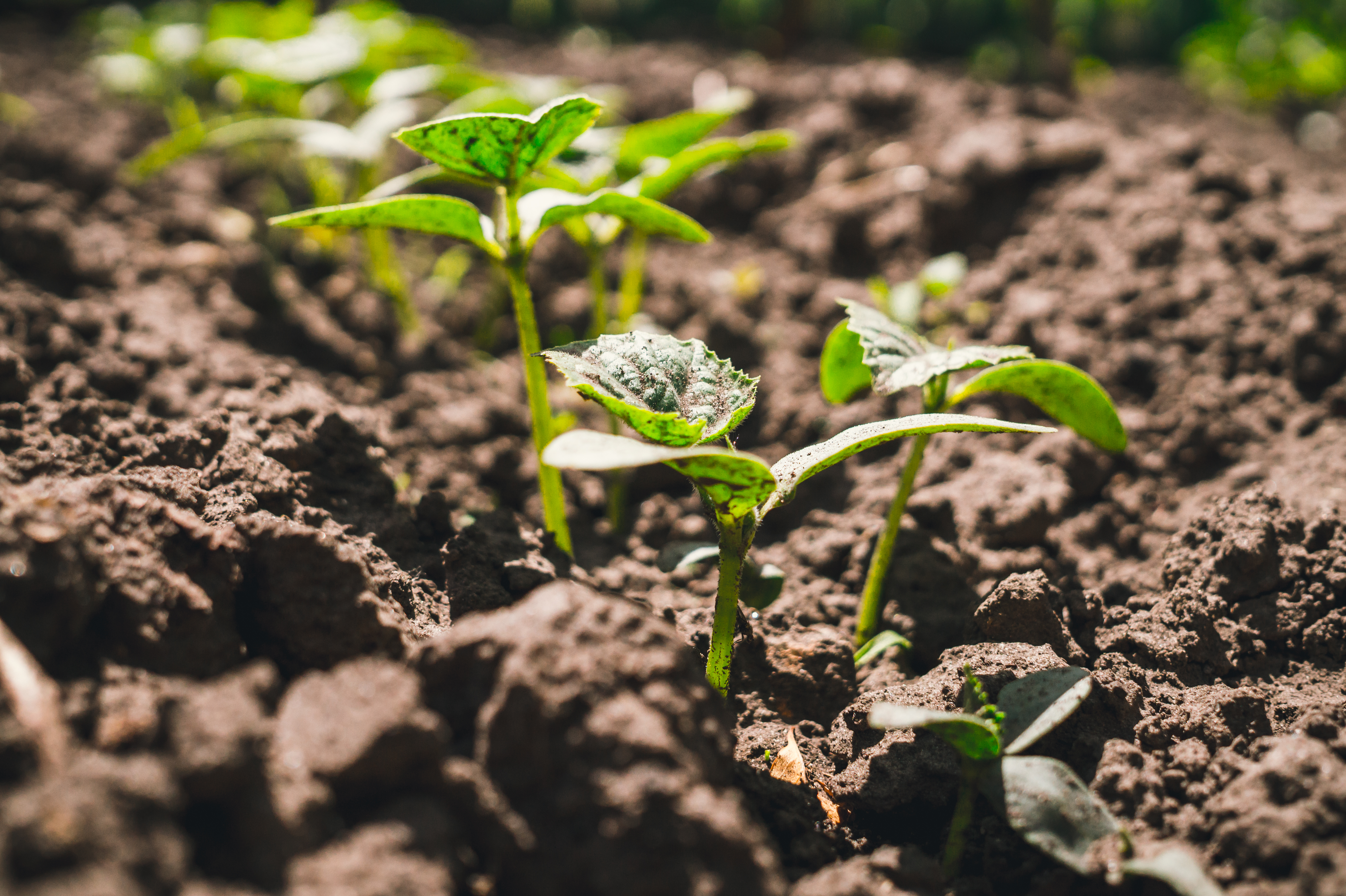 Understanding soil microbiomes: Nature’s hidden workforce